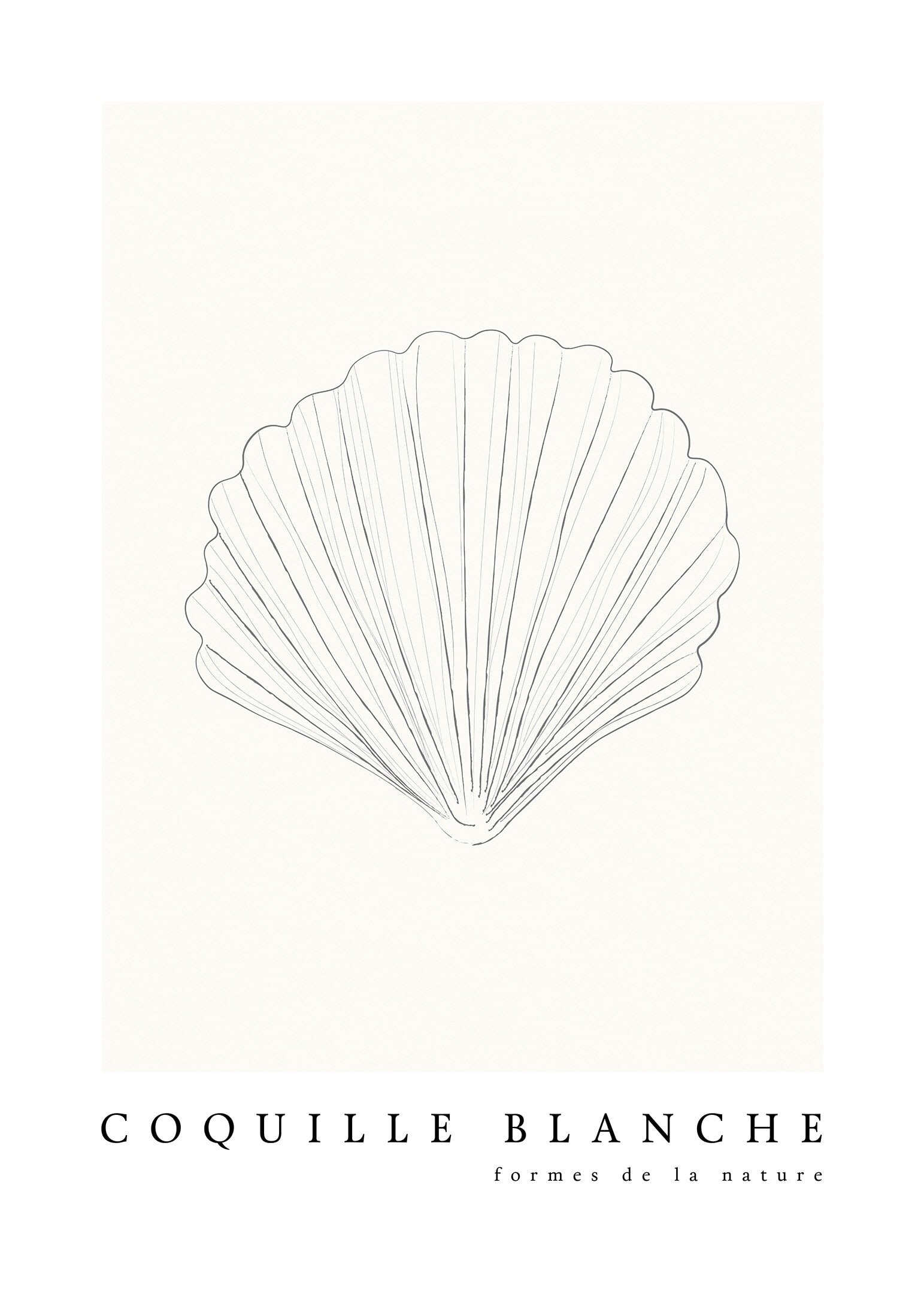 Strandsnäcka poster